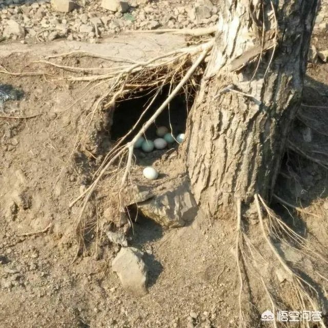 养绿壳蛋鸡有前景吗?有什么好建议?