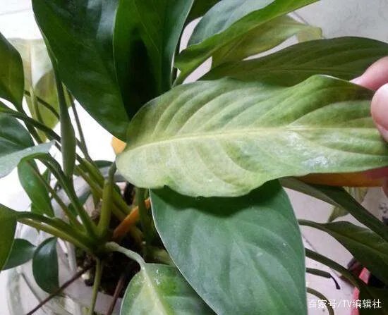 一帆风顺的叶子发黄怎么办呢？