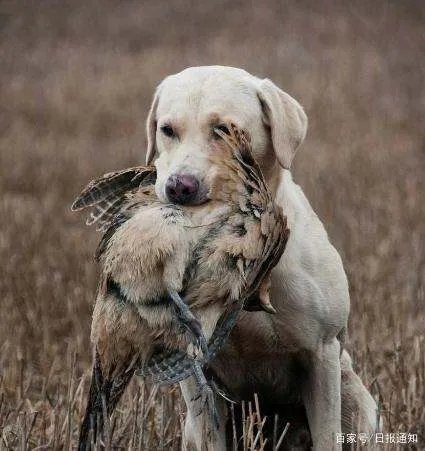 拉布拉多寻回犬和拉布拉多猎犬，两者到底有什么区别？