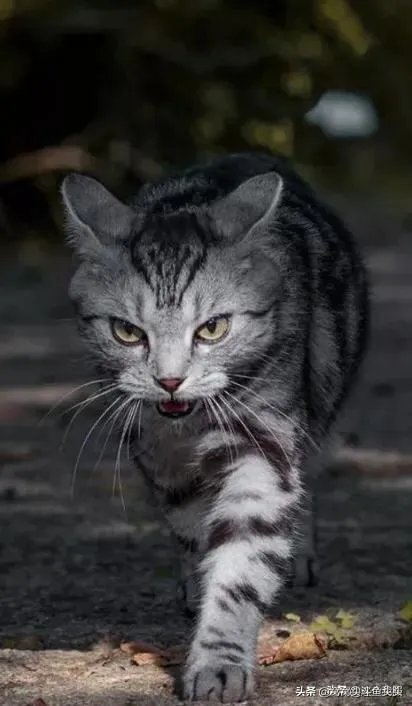 法国阅兵为何推出单兵飞行器