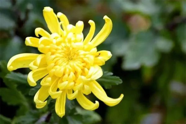 菊花开过和没开过的区别 菊花开在什么季节