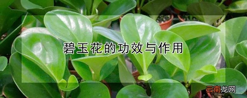 碧玉花的功效与作用