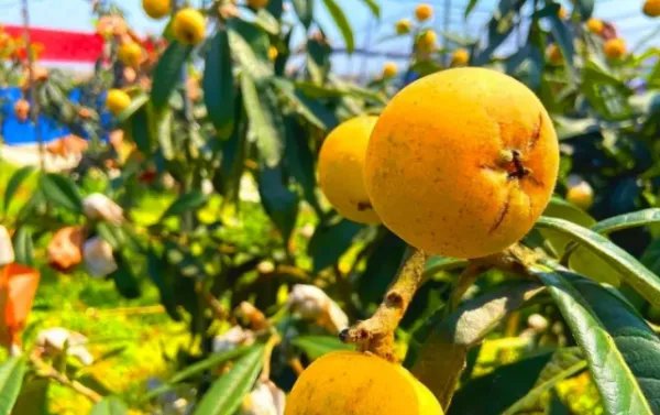 苏轼的诗“卢橘杨梅次第新”中的“卢橘