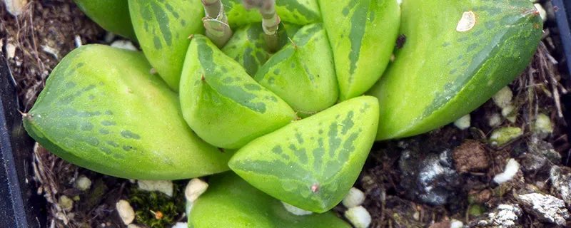 姬玉露介绍 姬玉露简介