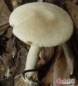 山东常见野生食用蘑菇