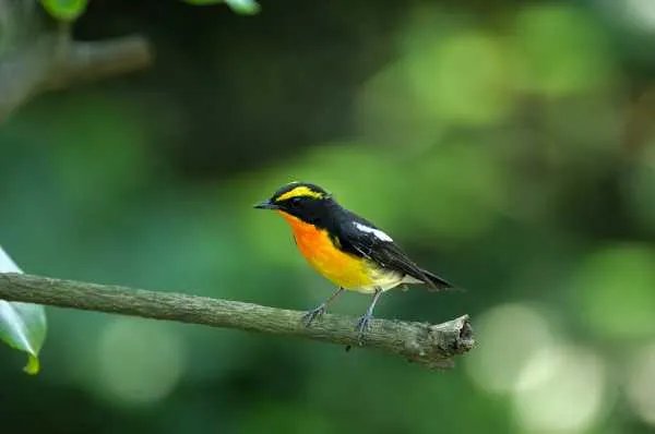 门口发现一只眼睛瞎了不能飞的小鸟，问一下是什么鸟？