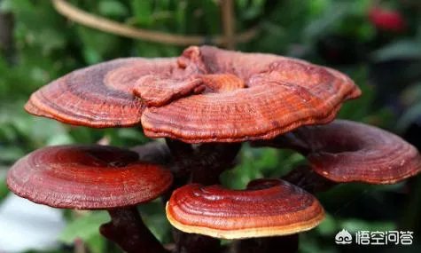 灵芝盆景如何种植？