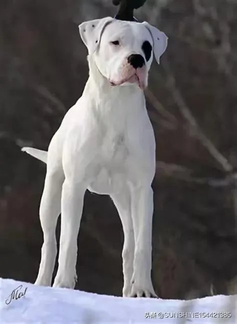 杜高与拉布拉多谁厉害？