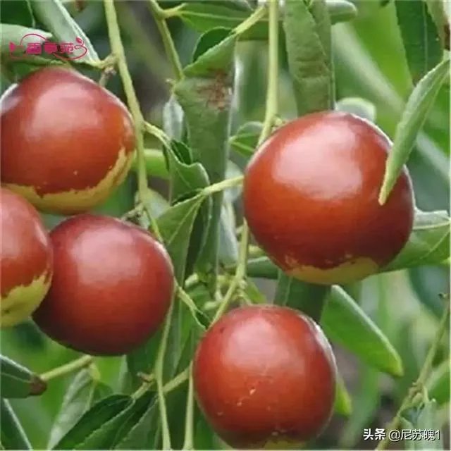 现在冬枣价格多少钱一斤？南方种植冬枣的前景如何？