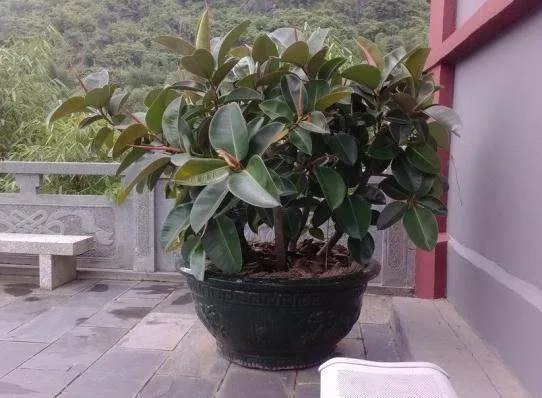 橡皮树的养殖方法