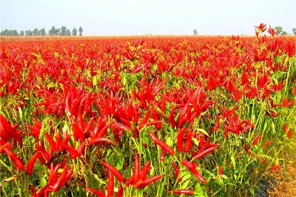 松原有哪些特产？