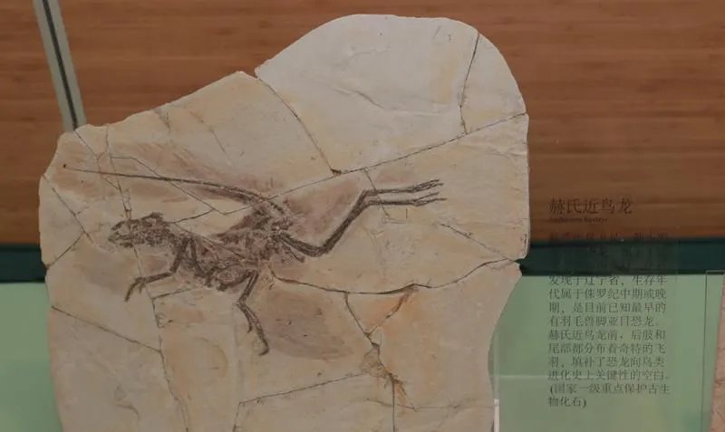 长白山天池与尼斯湖的水怪是不是恐龙的后代？