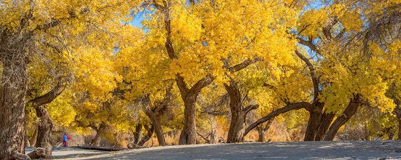 胡杨林在哪些地方 胡杨林在哪里