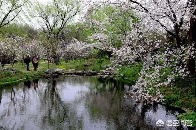 南京鸡鸣寺的樱花什么季节开？
