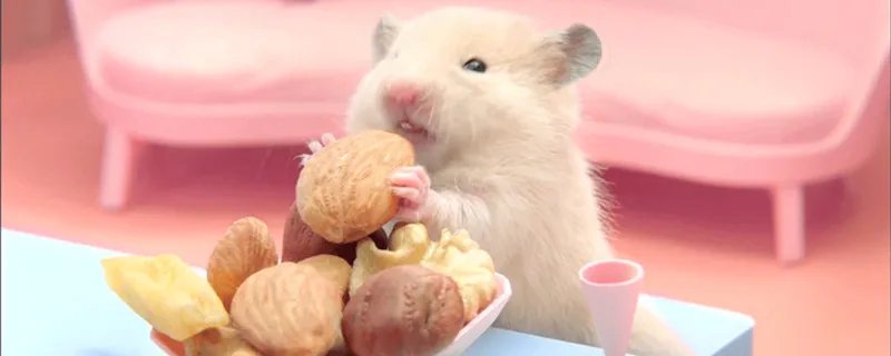 金丝熊吃什么 金丝熊饮食习惯