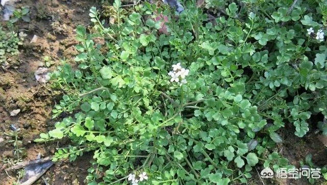 白花碎米荠的功效与作用