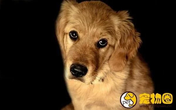 狗吃人事件是真是假,与主人关系越好越容易吃主人尸体