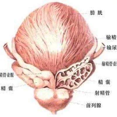 阴茎畸形有哪些?