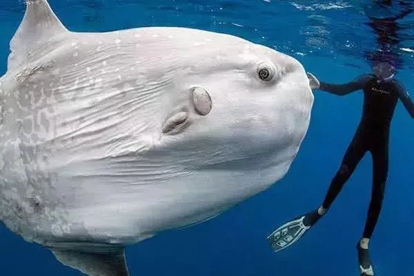 翻车鱼的死法太残忍了 一次次接受希望又一次次被迫绝望