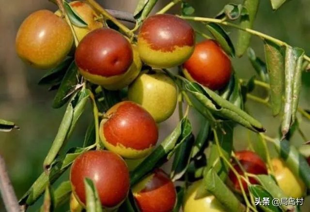 现在冬枣价格多少钱一斤？南方种植冬枣的前景如何？