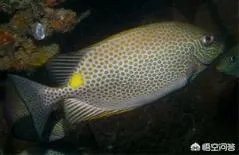 如何饲养点篮子鱼？