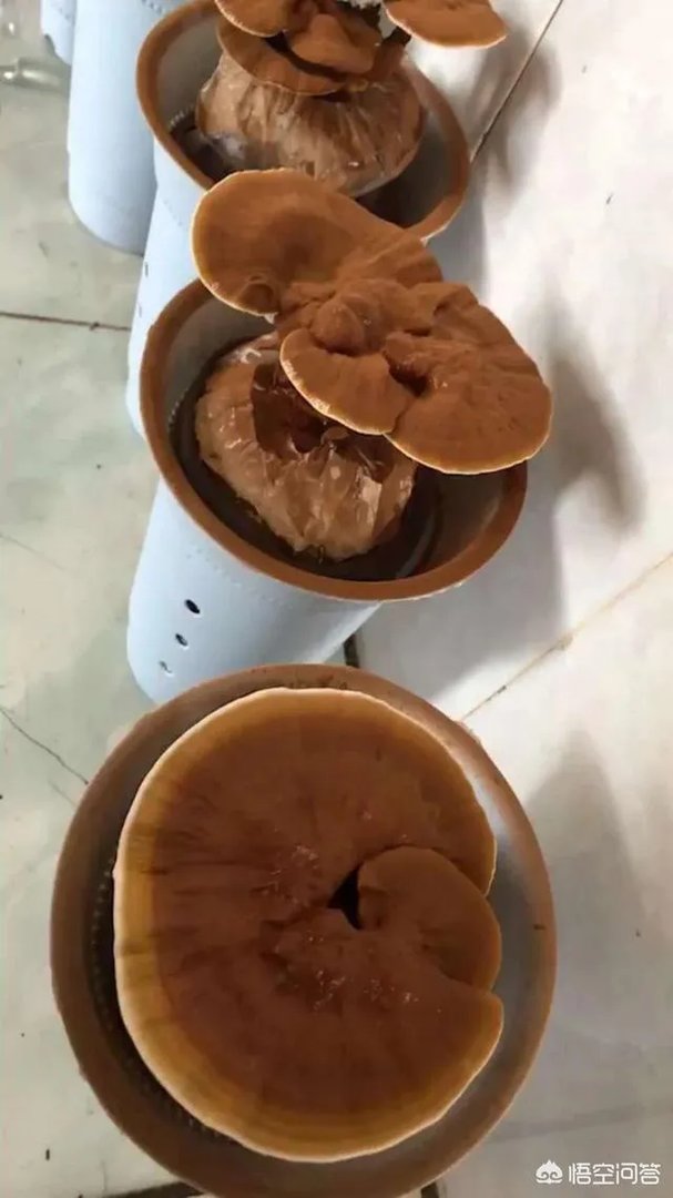 灵芝盆景如何种植？