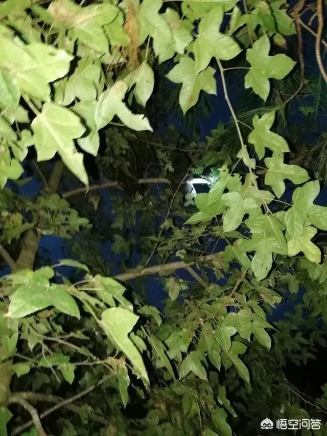 养绿壳蛋鸡有前景吗?有什么好建议?