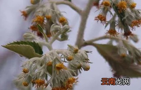 艾纳香的功效与作用