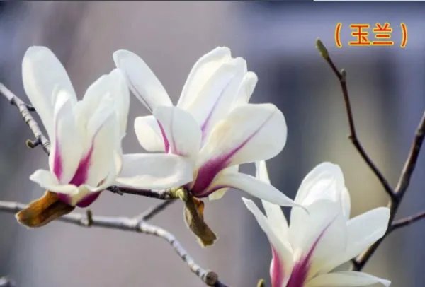 描写白玉兰花的句子白玉兰花是咋样的