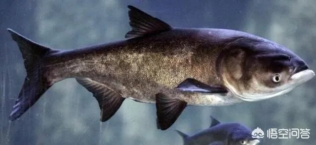 剁椒鱼头蒸多少分钟肉质最鲜嫩？