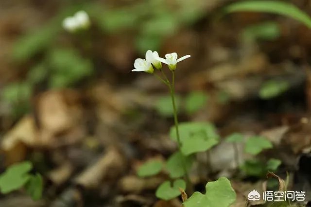 白花碎米荠的功效与作用