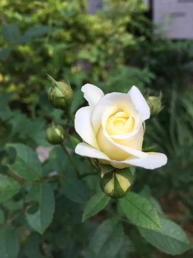 为什么很多人都说“千万不要买宿迁的花”？