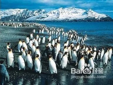 澳大利亚旅游景点-麦豆旅游