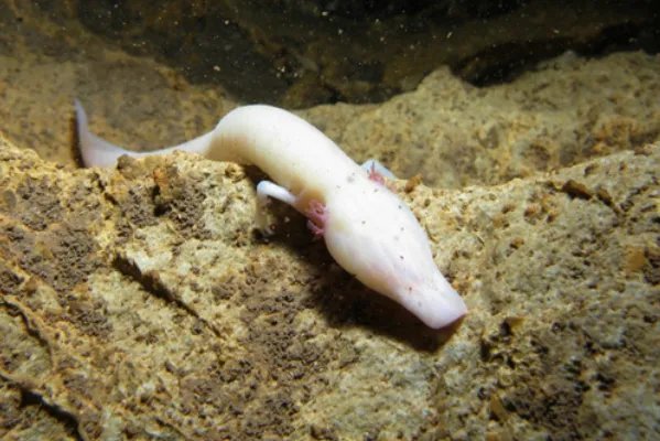 06年真龙吃人的照片在网络上流传的沸沸扬扬，真的有龙吗？