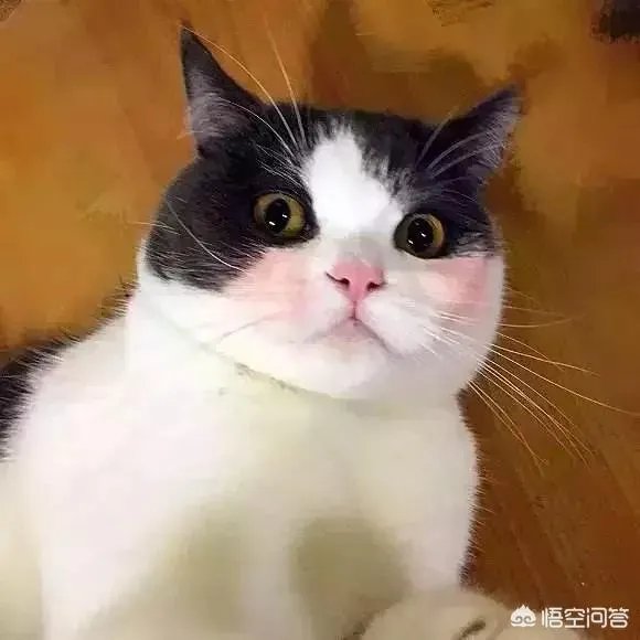 谁有软萌的男生头像？