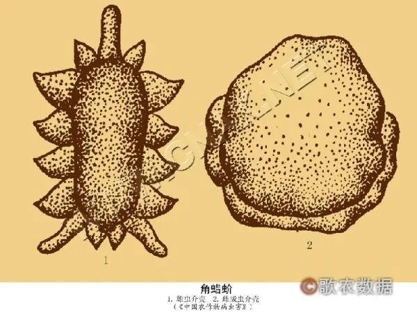 角蜡蚧的介绍