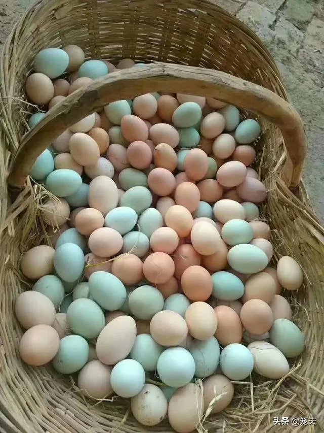 养绿壳蛋鸡有前景吗?有什么好建议?