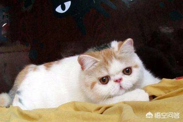 异短吃什么会变重，异短吃什么补充营养？