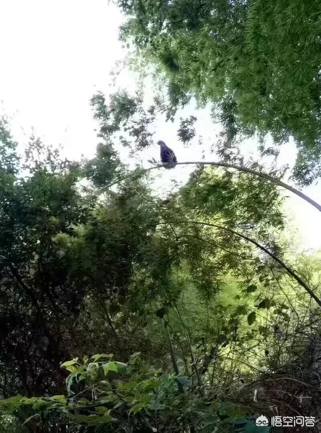 养绿壳蛋鸡有前景吗?有什么好建议?