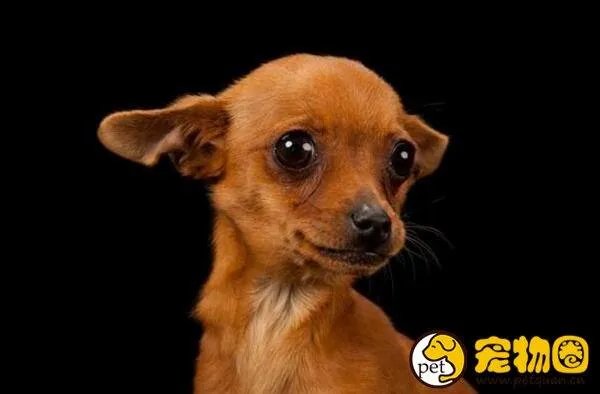 狗吃人事件是真是假,与主人关系越好越容易吃主人尸体