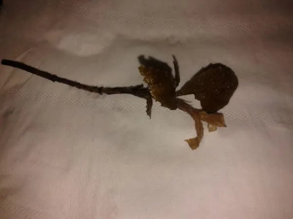 谁有中草药名称和图片大全