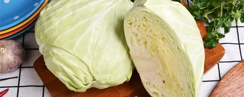 甘蓝和包菜的区别 甘蓝和包菜的区别是啥