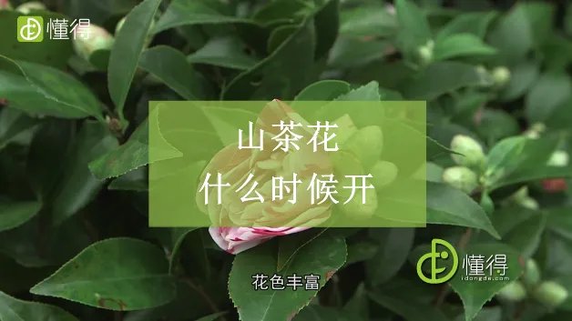 山茶花什么时候开