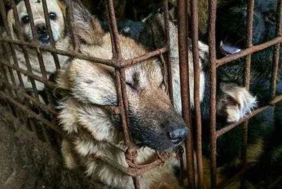 2019广西狗肉节是什么时候 2019广西狗肉节开幕具体时间