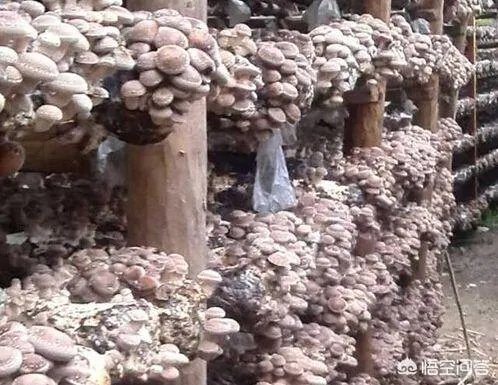 香菇种植方法？