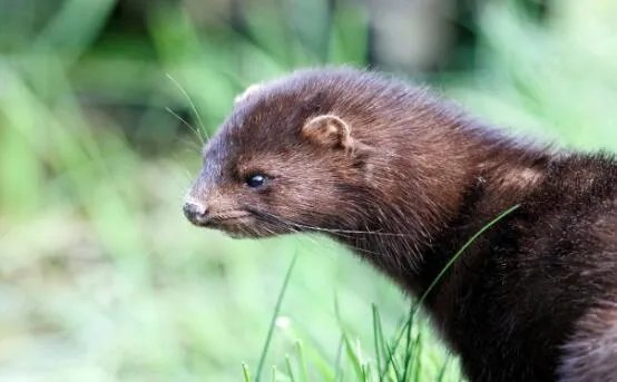 丹麦将扑杀至少250万只水貂是怎么回事 丹麦政府是这么解释的
