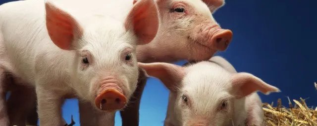 外三元猪是什么意思