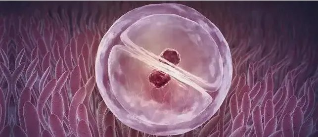 供卵价格-2023捐卵捐精试管婴儿多少钱？