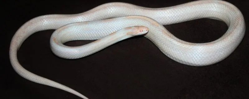 做梦梦见大白蛇是什么意思 做梦梦见大白蛇预兆什么