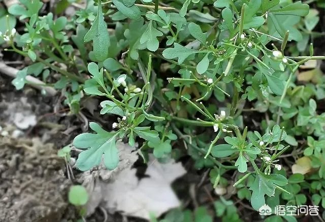 白花碎米荠的功效与作用